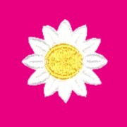 Emblemas Natureza Flor Malmequer fundo rosa